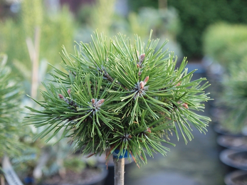 Pinus mugo 'Benjamin Pa'